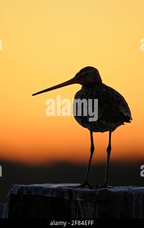 Uferschnepfe (Limosa Limosa), Niederlande Stockfoto