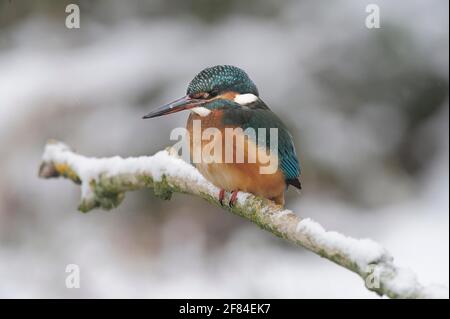 Eisvögel (Alcedo atthis) auf Barsch im Winter, Nordrhein-Westfalen, Deutschland Stockfoto