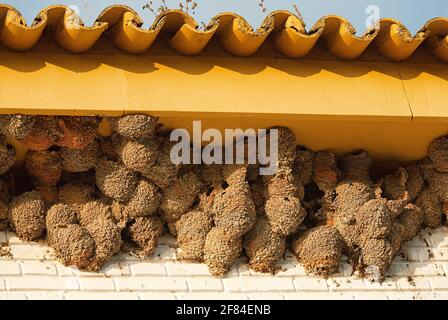 Gemeine martins (Delichon urbica) brütet unter Dachgiebeln, Extremadura, Spanien Stockfoto