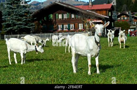 Herde weisser Saanen-Ziegen, Saanen, Obersimmental-Saanen, Kanton Bern, Schweiz Stockfoto