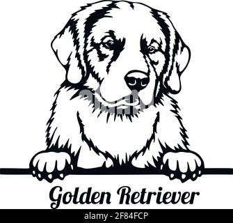 Golden Retriever Peeking Dog - Kopf isoliert auf weiß Stock Vektor