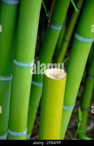Bambus, Bambusstmme, Bambusstcke, Bambusstmme, hohl Stockfotografie -  Alamy