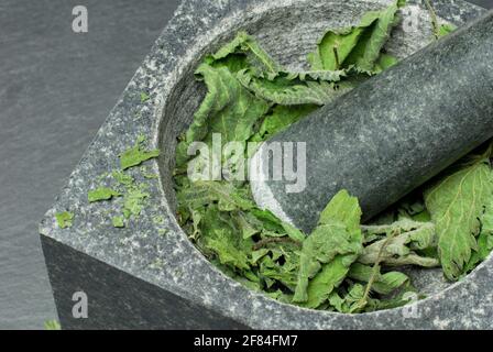 Große Brennnessel (Urtica dioica), getrocknete Brennnesselblätter in Mörtel Stockfoto