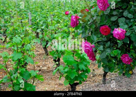 Rosen als Indikatoren für Mehltau, Reben, Weinreben, Weinreben, Frühwarnsystem, Im Weinberg, Beaujolais, Frankreich Stockfoto