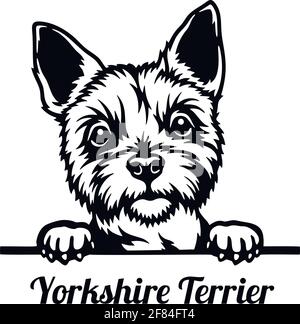 Yorkshire Terrier Peeking Dog - Kopf isoliert auf weiß Stock Vektor