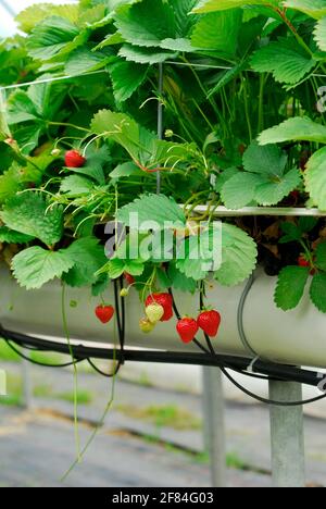 Kommerzieller Erdbeeranbau, Erdbeeren auf Substratkultur (Fragaria x ananassa), Substratanbau Stockfoto