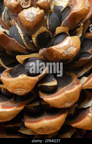 Steinerne Pinecores (Pinus pinea) in Zapfen, Stockfoto