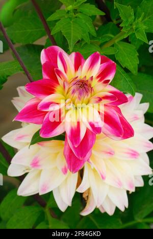 Pompon-Dahlia (Dahlia) Sorte weiß-rosa gelb von Trubschachen Stockfoto