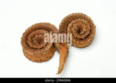 Palmyra-Palme (Borassus flabellifer) aufgerollte, gespaltene und getrocknete Früchte, Borassus-Palme, Palmenring Stockfoto