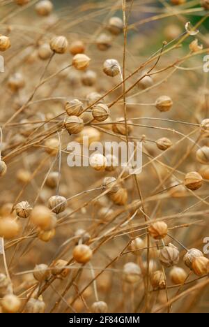 Blauer Flachs (Linum usitatissimum) , gewöhnlicher Flachs, , Weißer Faserflachs, lange Faser Stockfoto