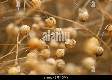 Blauer Flachs (Linum usitatissimum) , gewöhnlicher Flachs, , Weißer Faserflachs, lange Faser Stockfoto