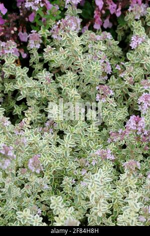 Silberne Königin des Zitronenthymians (Thymus citridorius), Thymian Stockfoto