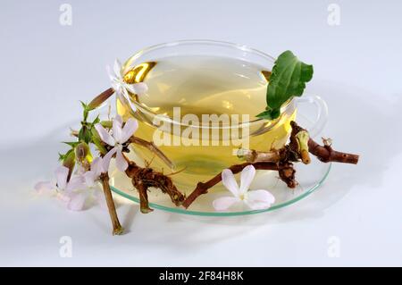 Seifenwurzel (Saponaria officinalis), Tasse Seifenkrautwurzeltee, echtes Seifenkraut, Seifenwurzel, Wachswurzel, gewöhnliches Seifenkraut Stockfoto