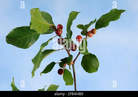 Erlenbudendorn (Rhamnus frangula), Familie der Sanddorne (Rhamnaceae) Stockfoto