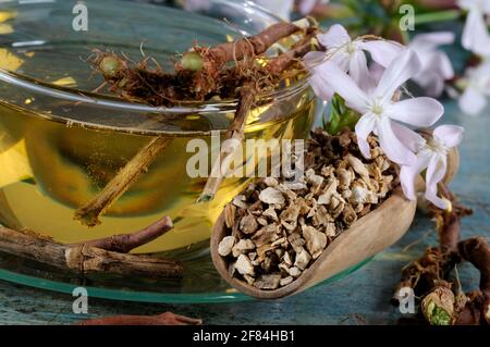 Seifenwurzel (Saponaria officinalis), Tasse Seifenkrautwurzeltee, echtes Seifenkraut, Seifenwurzel, Wachswurzel, gewöhnliches Seifenkraut Stockfoto