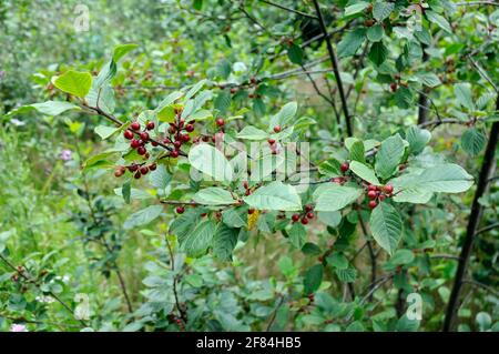Erlenbudendorn (Rhamnus frangula), Familie der Sanddorne (Rhamnaceae) Stockfoto