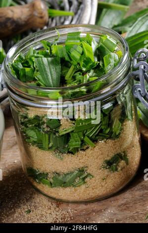 Herstellung von Ribwortsirup (Plantago lanceolata) Brauner Rohrzucker, Sirup, brauner Zucker, Einmachglas, Einmachglas Stockfoto