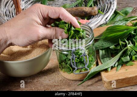 Herstellung von Ribwortsirup (Plantago lanceolata) Brauner Rohrzucker, Sirup, brauner Zucker Stockfoto