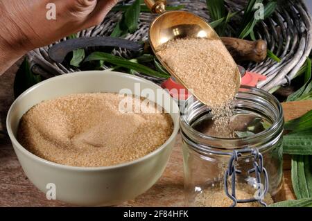 Herstellung von Ribwortsirup (Plantago lanceolata) Brauner Rohrzucker, Sirup, brauner Zucker Stockfoto