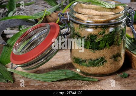 Herstellung von Ribwortsirup (Plantago lanceolata) Brauner Rohrzucker, Sirup, brauner Zucker, Einmachglas, Einmachglas Stockfoto