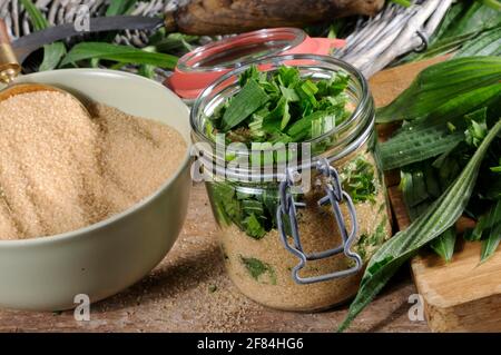 Herstellung von Ribwortsirup (Plantago lanceolata) Brauner Rohrzucker, Sirup, brauner Zucker Stockfoto