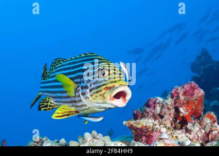 Orientalische Sweetlips (Plectorhinchus vittatus), gereinigt von Cleaner Wrasse, Süd-Male-Atoll, Malediven (Labroides dimidiatus) Stockfoto