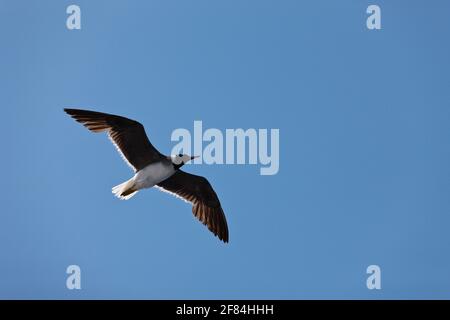 Weißäugige Möwe (Ichthyaetus leucophthalmus) im Flug, Rotes Meer, Ägypten Stockfoto