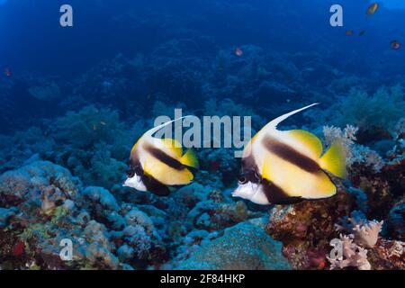 Bannerfische im Roten Meer (Heniochus intermedius), Felseninsel, Rotes Meer, Ägypten Stockfoto