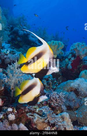 Bannerfische im Roten Meer (Heniochus intermedius), Felseninsel, Rotes Meer, Ägypten Stockfoto