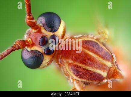 Kopf und Thorax einer Ichneumonfliege (Ophion obscuratus) In der Rückenansicht Stockfoto