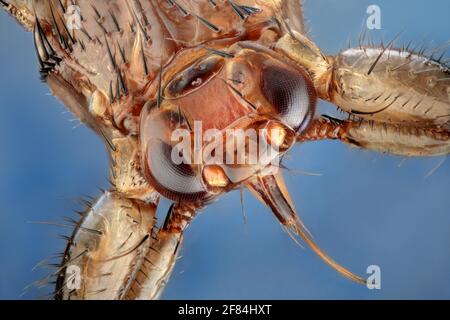 Rückenansicht eines Hirsches (Lipoptena cervi) Stockfoto