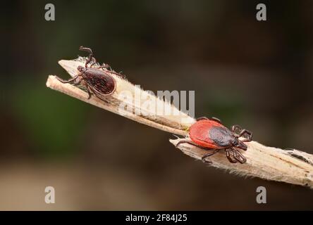 Weibchen und Männchen der gemeinen Holzziege (Ixodes ricinus) In lauernder Position auf einem Grashalm Stockfoto