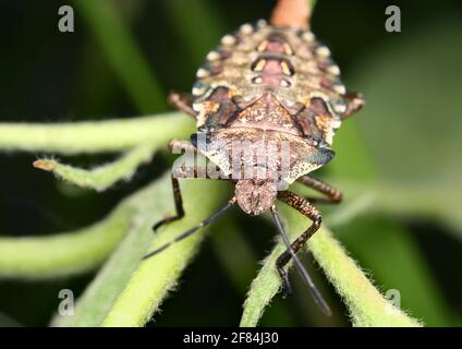Frontalansicht eines rotbeinigen Baumkäfer (Pentatoma rufipes) In der letzten Nymphenphase Stockfoto