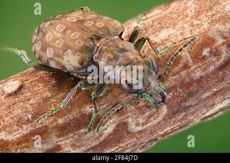 Boden Käfer (Elaphrus riparius) auf einem Zweig Stockfoto