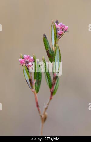 Calcifuge (Andromeda polifolia Andromeda rosmarinifolia) (Andromeda polifolia, Andromeda rosmarinifolia) , Polei Drinks, Lavendelheide, Polei, Marsh Stockfoto