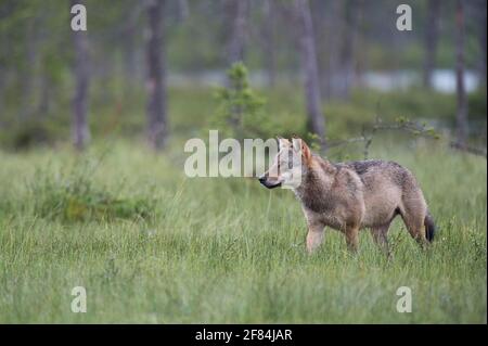 Grauer Wolf (Canis lupus), Finnland Stockfoto