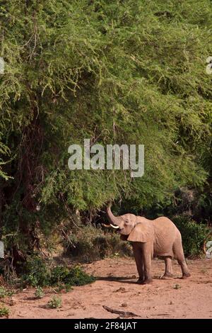 Afrikanischer Elefant (Loxodonta africana), Ewaso-Ngiro River, Buffalo Springs Game Reserve, Kenia Stockfoto