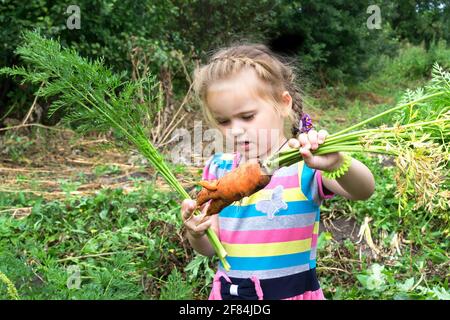 Niedliches kleines Mädchen mit einem Zopf steht im Garten und schaut auf die Karotten. Erntezeit Stockfoto