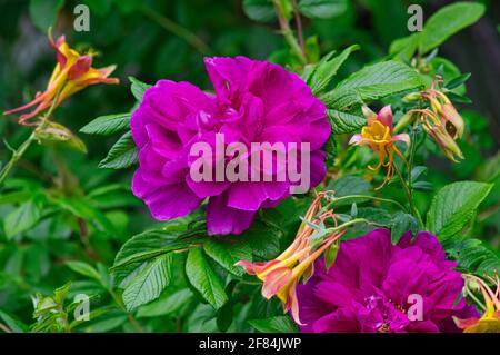 Eine Nahaufnahme von schönen lila floribunda Blumen in einem Garten Stockfoto