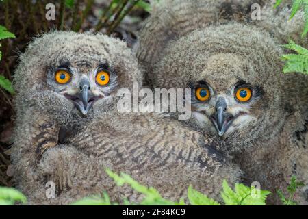 Junge eurasische Adlereulen (Bubo bubo) Niedersachsen, Deutschland Stockfoto