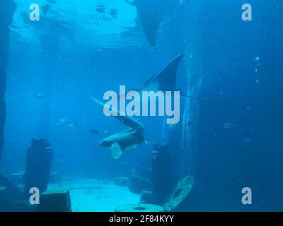 Zebra Shark und Manta Ray schwimmen zusammen Stockfoto