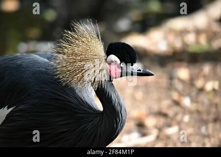 Balearica pavonina (Schwarzer Kranich) mit dunklem schiefergrauem Gefieder, steifen, goldborstenartigen Federn auf einer Porträtkomposition. Stockfoto