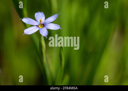 Blauäugiger Rasen (Sisyrinchium bermudiana) - Hall County, Georgia. Blauäugig blühendes Gras entlang des Dodd Trail an einem Frühlingsmorgen. Stockfoto