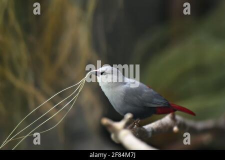 Glaucestrilda caerulescens (Lavender waxbill) ein einheimischer Estrildidfink, der sein Nest auf einem natürlichen Habitathintergrund baut. Stockfoto