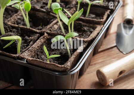 Junge grüne Sämlinge von Gurken oder Gurken und Zucchini in Torftöpfen und Gartengeräte auf der Holzoberfläche, Home Gartenarbeit und Verbindung mit Stockfoto