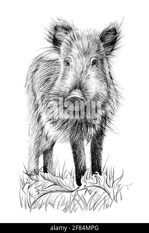 Handgezeichnetes Baby Wildschweinjunges, Skizzengrafiken monochrome Illustration auf weißem Hintergrund (Originale, keine Zeichnung) Stockfoto