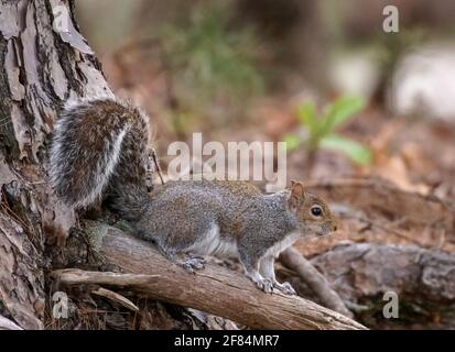 Östliches graues Eichhörnchen (Sciurus carolinensis) - Hall County, Georgia. Ostgrauhörnchen auf der Suche nach versteckten Nüssen im Waldboden. Stockfoto