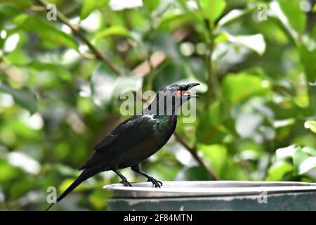 Lamprotornis niens (Cape glänzend Star) mit einem schwarzen glänzenden Gefieder auf einem natürlichen grünen Hintergrund. Stockfoto