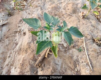 Eine Draufsicht auf Datura innoxia grüne Frucht auch bekannt Als Datura wrightii oder heilige Datura Stockfoto