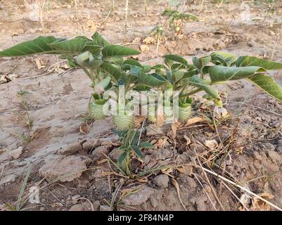 Eine Nahaufnahme der grünen Frucht Datura innoxia, auch bekannt als Datura wrightii oder heilige Datura Stockfoto